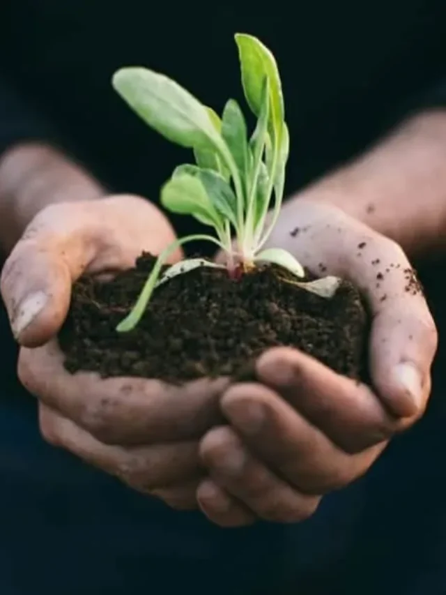 Sustainability Tips for Living Green Daily